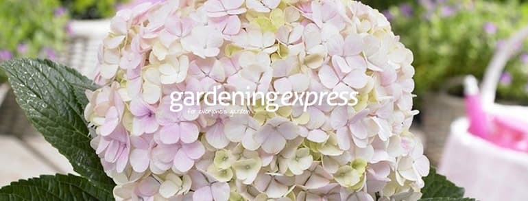 Gardening Express voucher codes